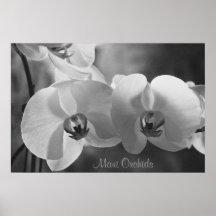 Orchidées de Maui Affiche