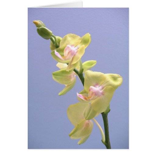 Orchidées jaunes et roses sur la carte de Pâques d