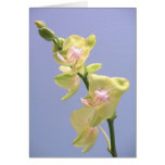 Orchidées jaunes et roses sur la lavande carte de vœux
