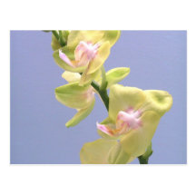 Orchidées jaunes et roses sur la lavande cartes postales