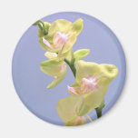 Orchidées jaunes et roses sur la lavande magnets