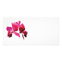 Orchidées magenta modèle pour photocarte
