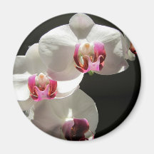 Orchidées Magnets