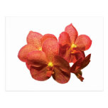 Orchidées oranges repérées carte postale