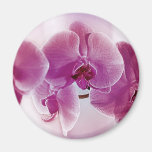 Orchidées pourpres aimant