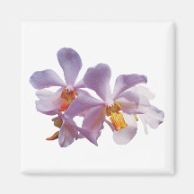 Orchidées roses sensibles aimant