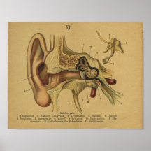 Oreille allemande d'impression d'anatomie de Vinat Posters