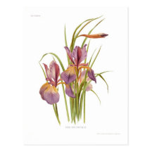 Orientalis d'iris carte postale