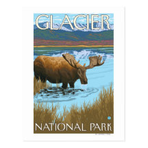 Orignaux buvant au lac - parc national de glacier, carte postale