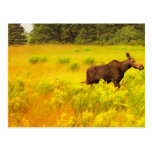 Orignaux Cartes Postales