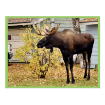 Orignaux de Taureau Cartes Postales