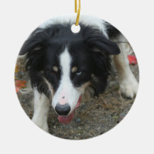Ornement de chien de regard fixe de border collie