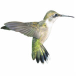 Ornement de Chirstmas de colibri Photo En Découpe