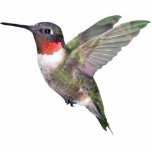 Ornement de Noël de colibri Photo Sculptures