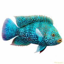 Ornement de poissons de Cichlid de Carpintis le Te Photo Sculpture