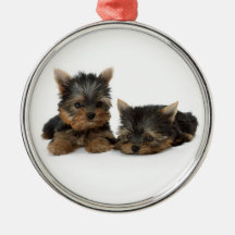 Ornement de prime de chiots de Yorkshire Terrier
