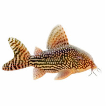 Ornement de vacances de poisson-chat de Corydoras Photo Sculpture