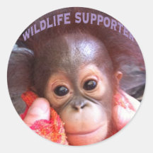 Orphelin de nourrisson d'orang-outan autocollants