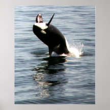 Orque ouvrant une brèche dans Puget Sound Affiches
