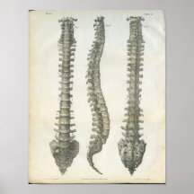 Os de la chiropractie de colonne vertébrale posters