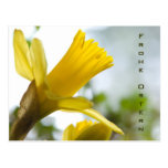 Osterglocke • Oster-Postkarte Cartes Postales