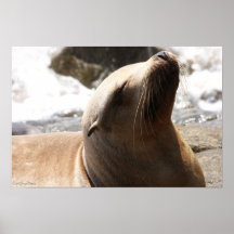 Otarie 4 affiches