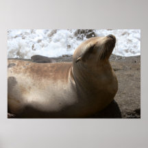 Otarie 5 posters