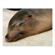 Otarie de Galapagos Carte Postale