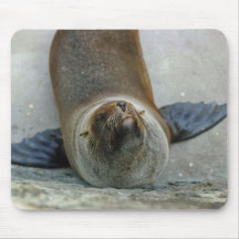 Otarie Mousepad Tapis De Souris