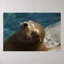 Otarie Affiches