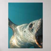 Otarie Affiches