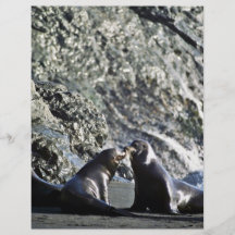 Otaries de la Californie Prospectus Personnalisés