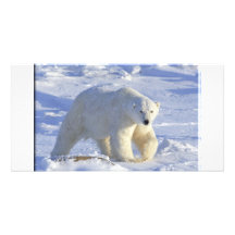OURS BLANC 1 CARTES AVEC PHOTO