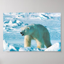 Ours blanc affiche
