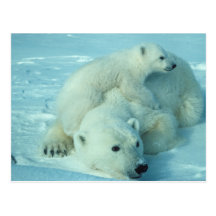Ours blanc avec l'petit animal cartes postales