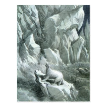 Ours blanc carte postale