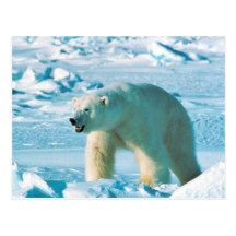 Ours blanc cartes postales