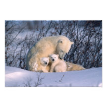 Ours blanc de mère se reposant avec des jumeaux, photo