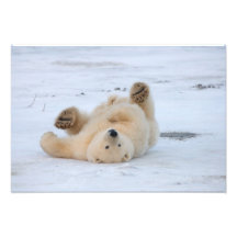 ours blanc, maritimus d'Ursus, petit animal roulan Photographe