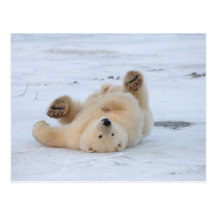 ours blanc, maritimus d'Ursus, petit animal roulan Carte Postale