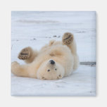 ours blanc, maritimus d'Ursus, petit animal roulan Aimant