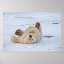 ours blanc, maritimus d'Ursus, petit animal roulan Affiche
