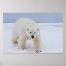 ours blanc, maritimus d'Ursus, sur la glace et la  Poster