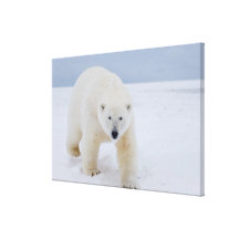 ours blanc, maritimus d'Ursus, sur la glace et la  Impressions Sur Toile