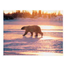 Ours blanc solitaire carte postale