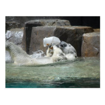 Ours blancs cartes postales