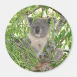 Ours de koala de Helaine Magnets Pour Réfrigérateur