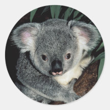 Ours de koala mignon adhésif