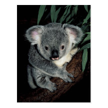 Ours de koala mignon cartes postales