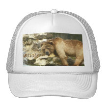 Ours gris casquettes